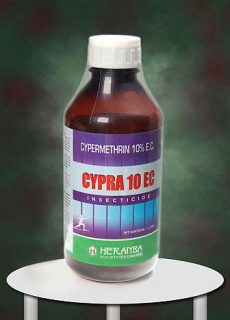 insect_cypra insect_cypra