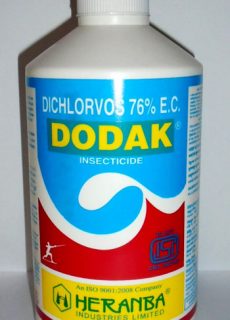 insect_dodak_new insect_dodak_new
