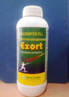 exort