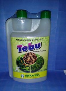 TEBU TEBU