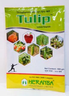 TULIP TULIP
