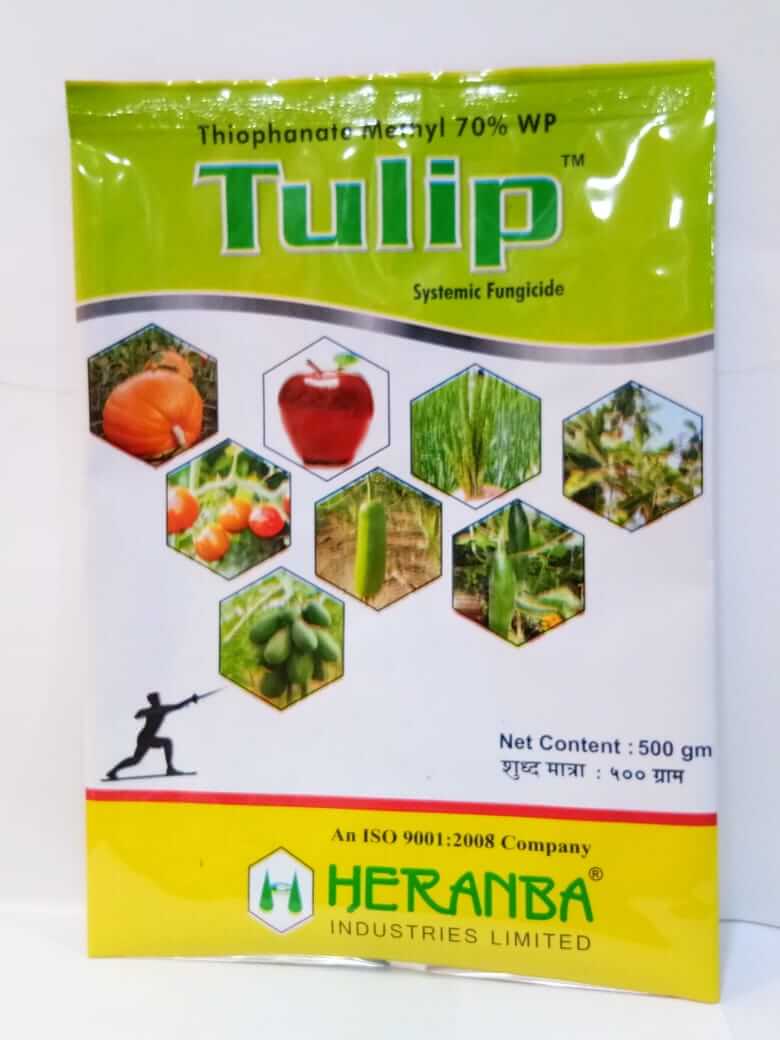 TULIP