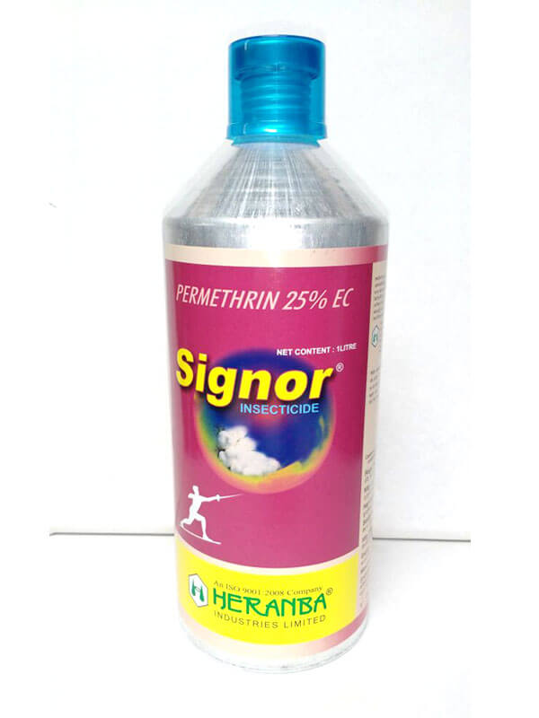 Signor