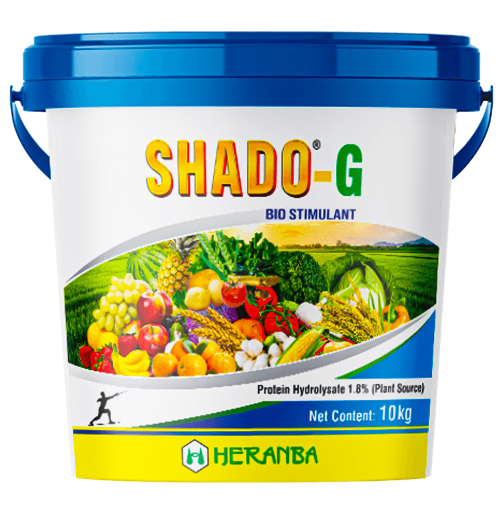 SHADO GR